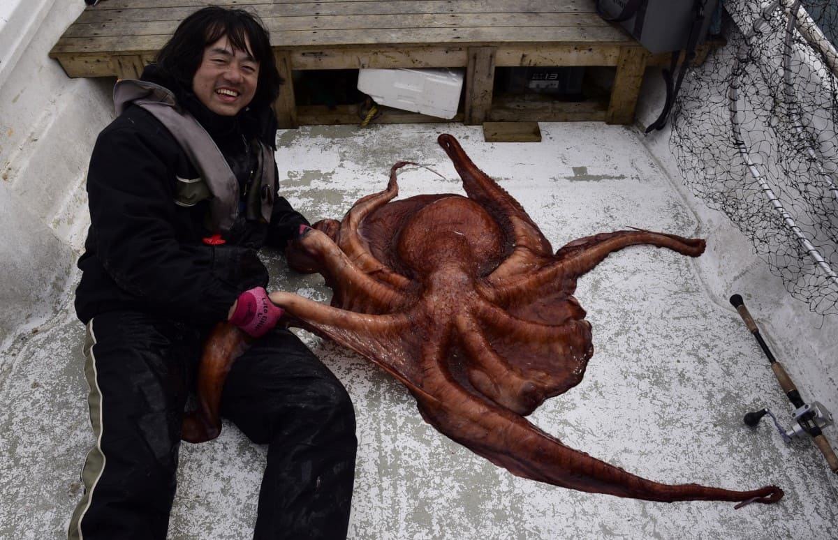 最大で9mを超える巨ダコ！？…春のみちのくエイリアンの名は？ 画像