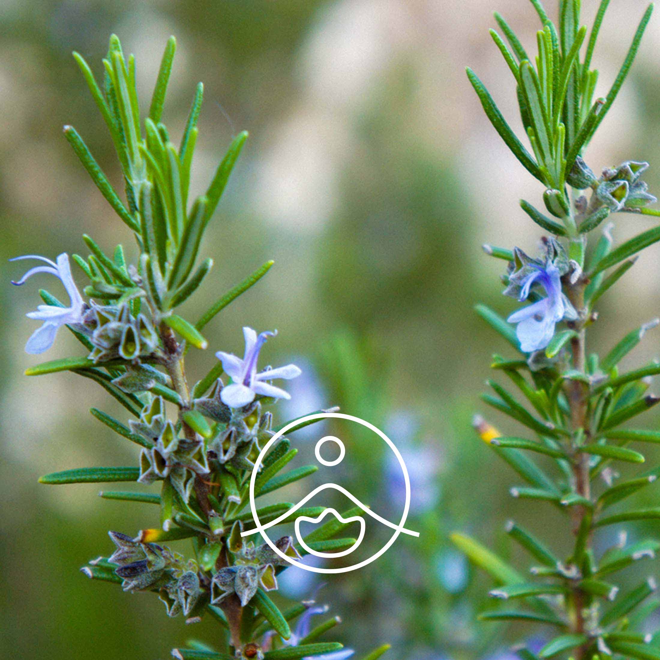 ローズマリー精油の種類と香り