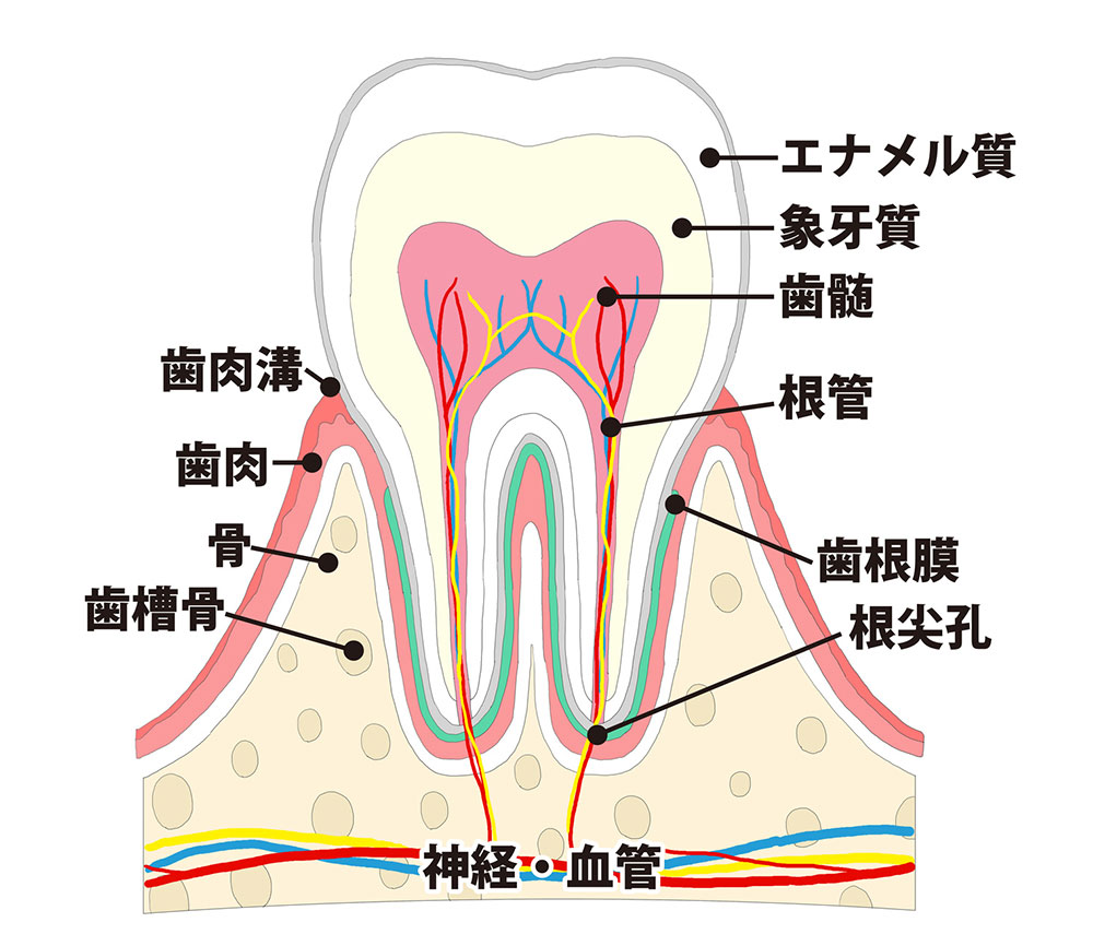 歯髄保存療法│東京笹塚の先進的歯科医療に強い歯医者 ふくだ歯科