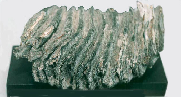 知恵の輪-化石（ナウマンゾウの臼歯）🌐