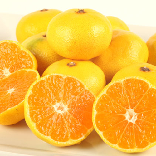 みえの一番星 三重産 超極早生温州みかん | G-Callショッピング