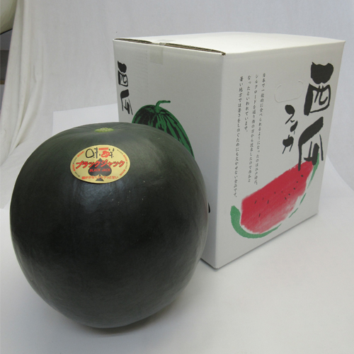 大阪市中央市場 万果 熊本産春すいか ブラックジャック くだもの | G