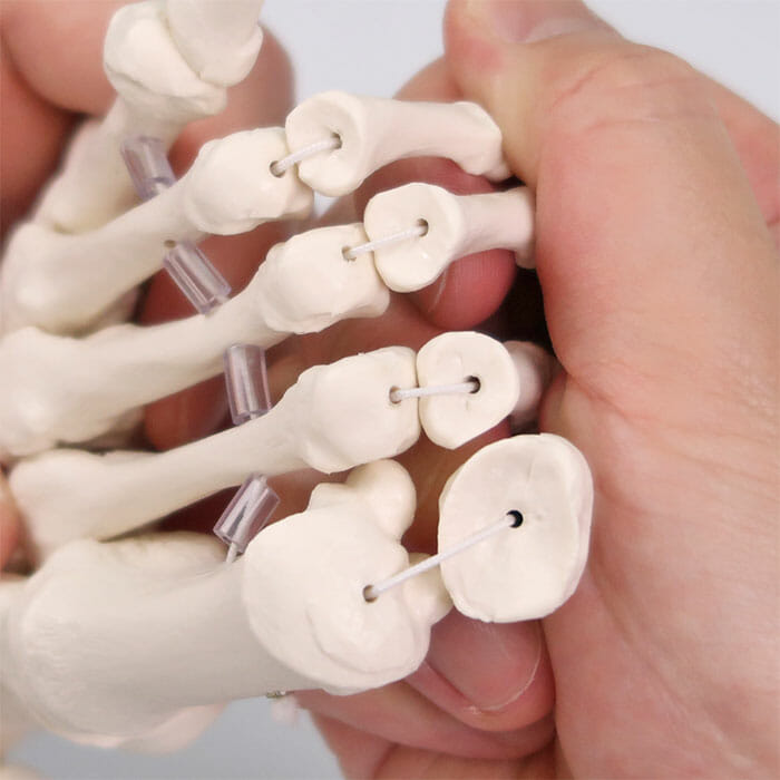 足の骨モデル，脛骨・腓骨付，エラスティックコードつなぎ | 日本