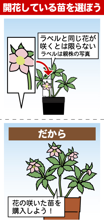 クリスマスローズの育て方 - 園芸特集 - 株式会社 東 商