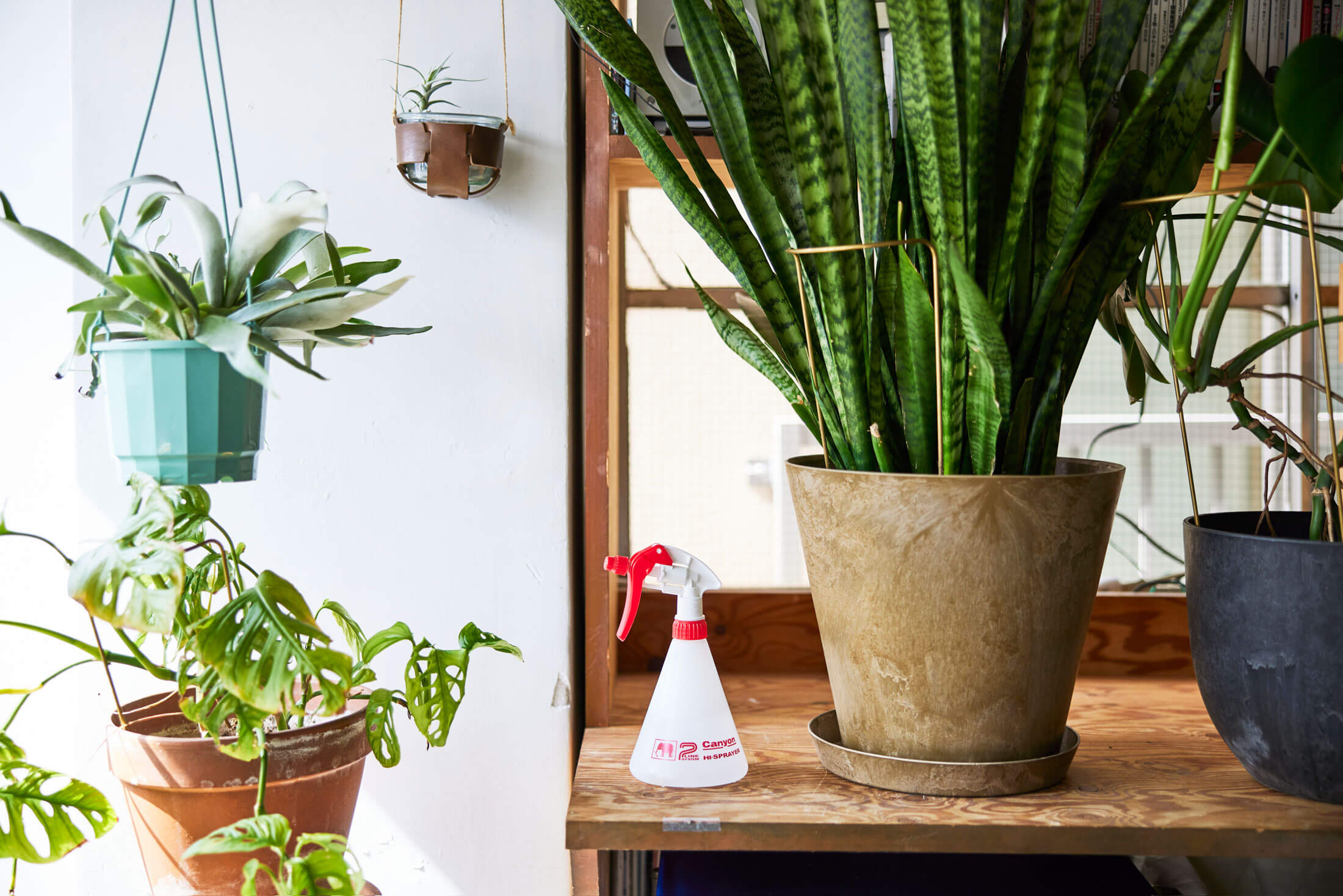 おすすめ 01 観葉植物セット | 5人めのゲスト 塚本 太朗さん