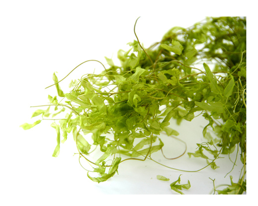 大地農園・サンウィーバイン・ライムグリーン・アウトレット