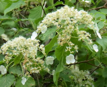 あじさいのふるさと – 神戸市立森林植物園あじさい情報センター