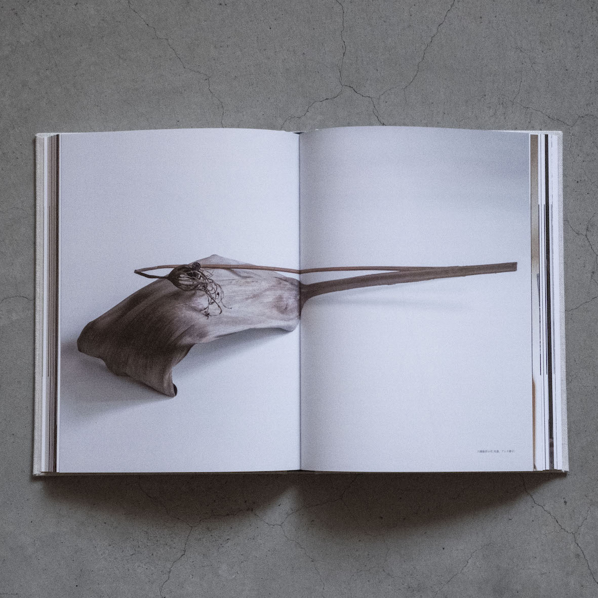 工芸青花 19号 | 本 | 工芸青花 kogei-seika