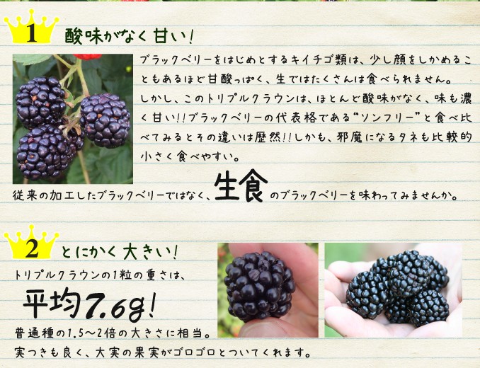 国華園オンラインショップ / 果樹苗 ブラックベリー トリプルクラウン 1株