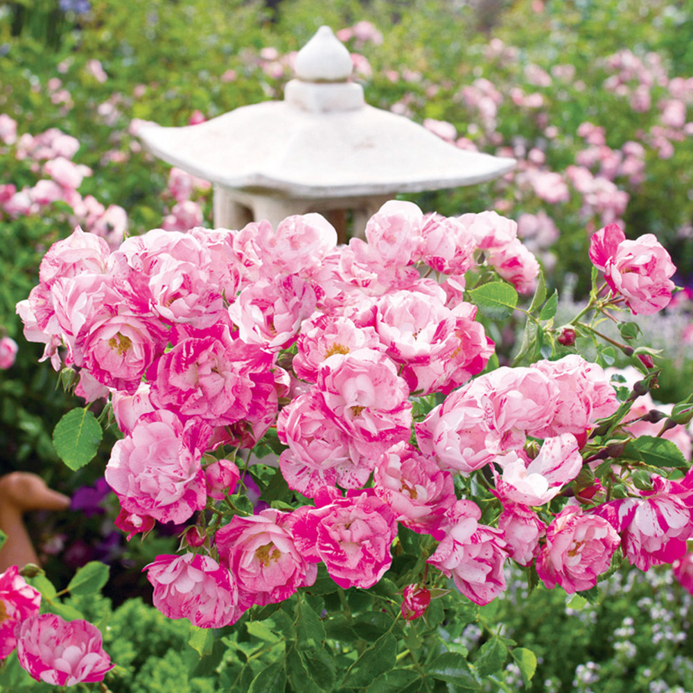 国華園オンラインショップ / バラ苗 フラワーカーペットRローズ ピンク