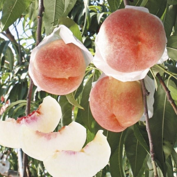 国華園オンラインショップ / 果樹苗 モモ 桃水こまち 富士野生桃R 1株