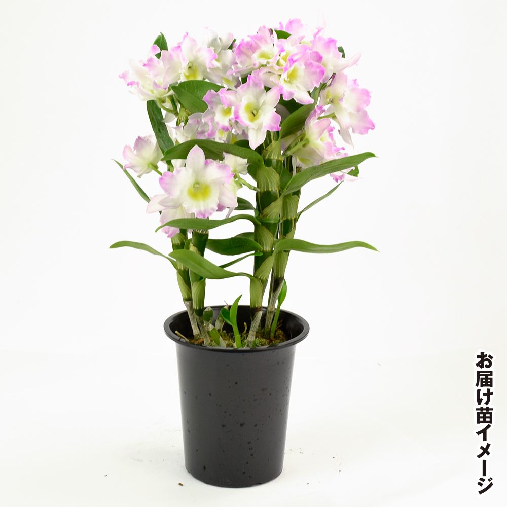 国華園オンラインショップ / 洋蘭苗 花芽つき デンドロビウム リセ PVP