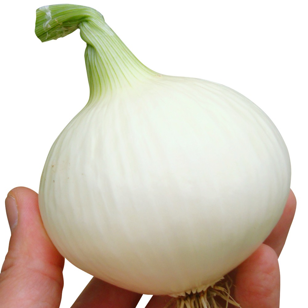 国華園オンラインショップ / 種 野菜たね タマネギ 新春玉葱EX