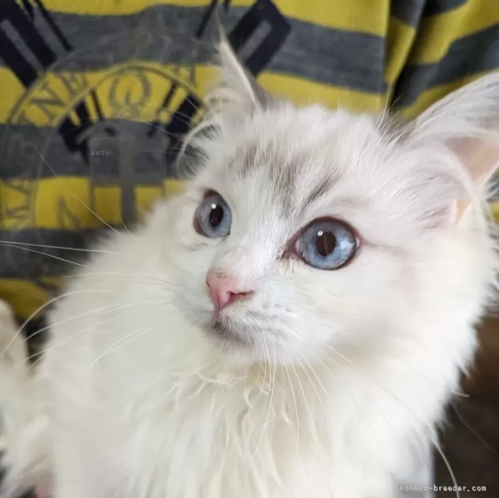 ラグドール【大阪府・女の子・2025年9月9日・ブルートービーポイント