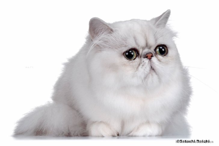 千葉】桝田 彩乃(ますだ あやの)ブリーダー｜みんなの子猫ブリーダー