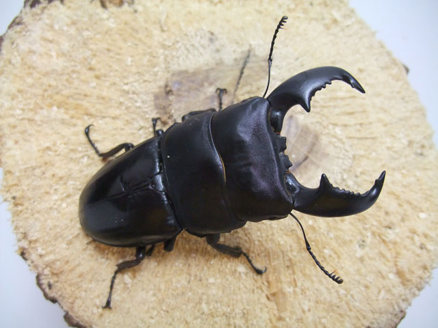 スマトラ島の極太ヒラタ！WDスマトラオオヒラタ(スマトラ島アチェ州