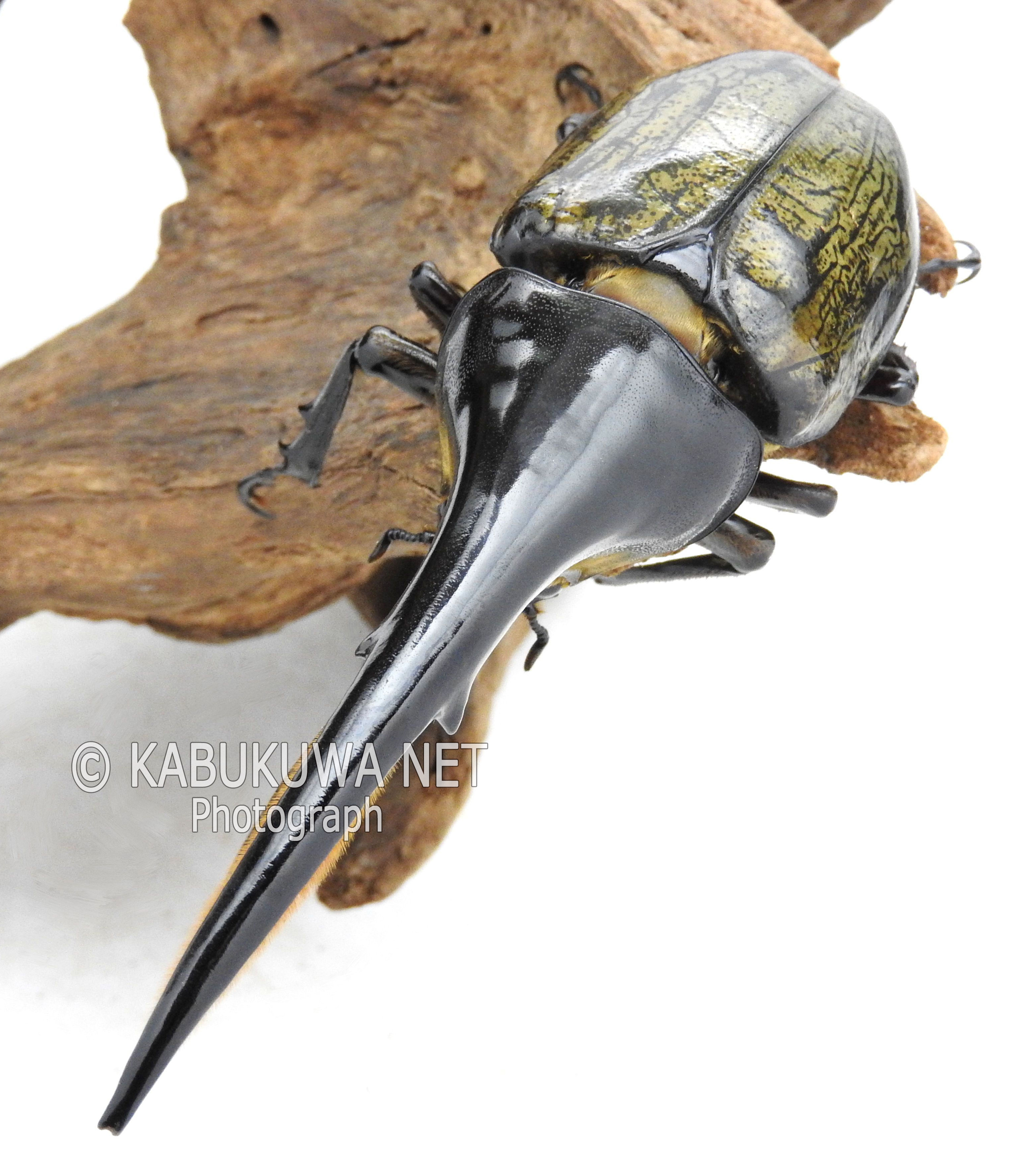 ヘラクレス・リッキー 1－2齢幼虫 1頭 カブトムシ クワガタムシ生体