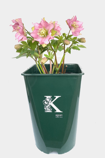 クリスマスローズとは 花郷園