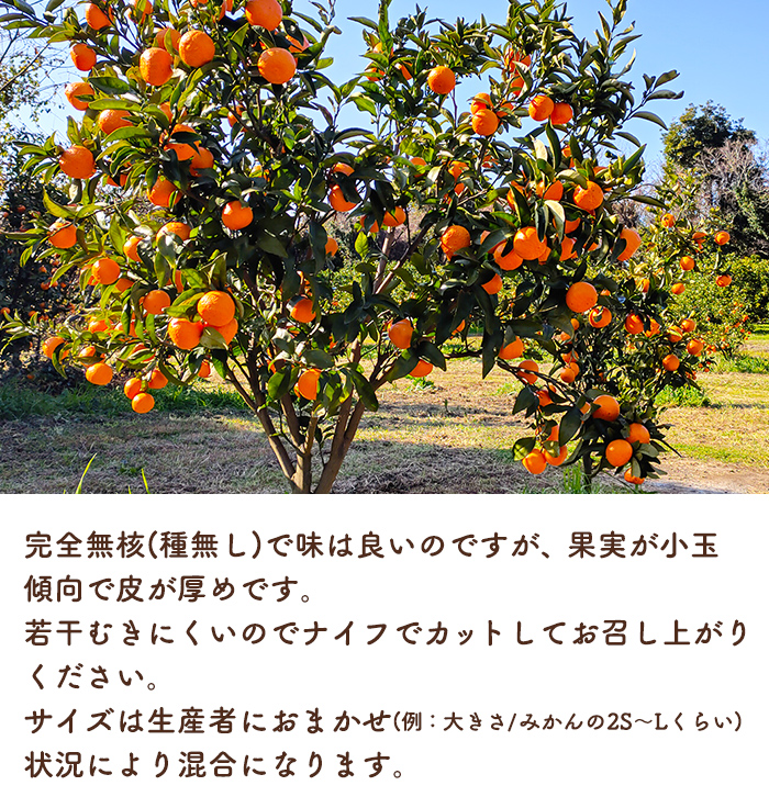 訳あり農6号みかん 約10K 商品詳細｜鹿児島 お土産,名物 通販、うに