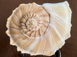 No. 59 サカマキボラ（逆巻法螺） 貝殻の問屋さん- 世界の貝殻・自然