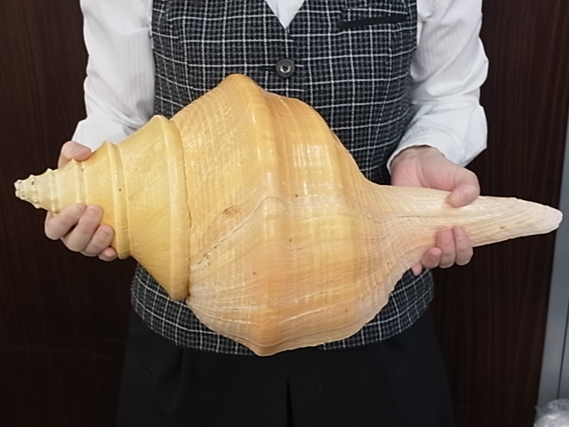 No.11 アラフラオオニシ 貝殻の問屋さん- 世界の貝殻・自然素材