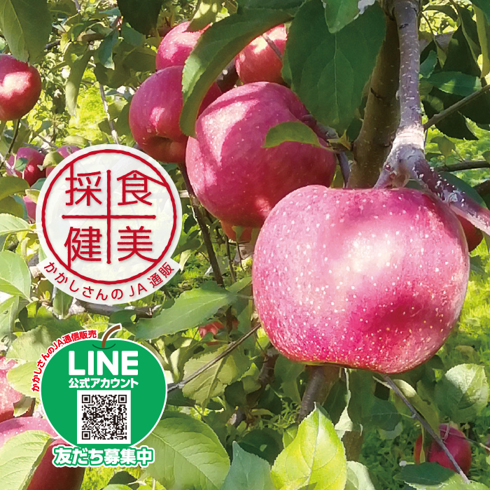 かかしさんのJA(農協)通信販売 / 津軽みらいりんご（サンふじ・王林）