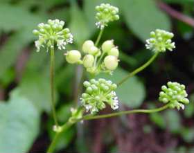 竹節人参（ちくせつにんじん）：漢方薬、生薬の通信販売は中屋彦十郎薬局