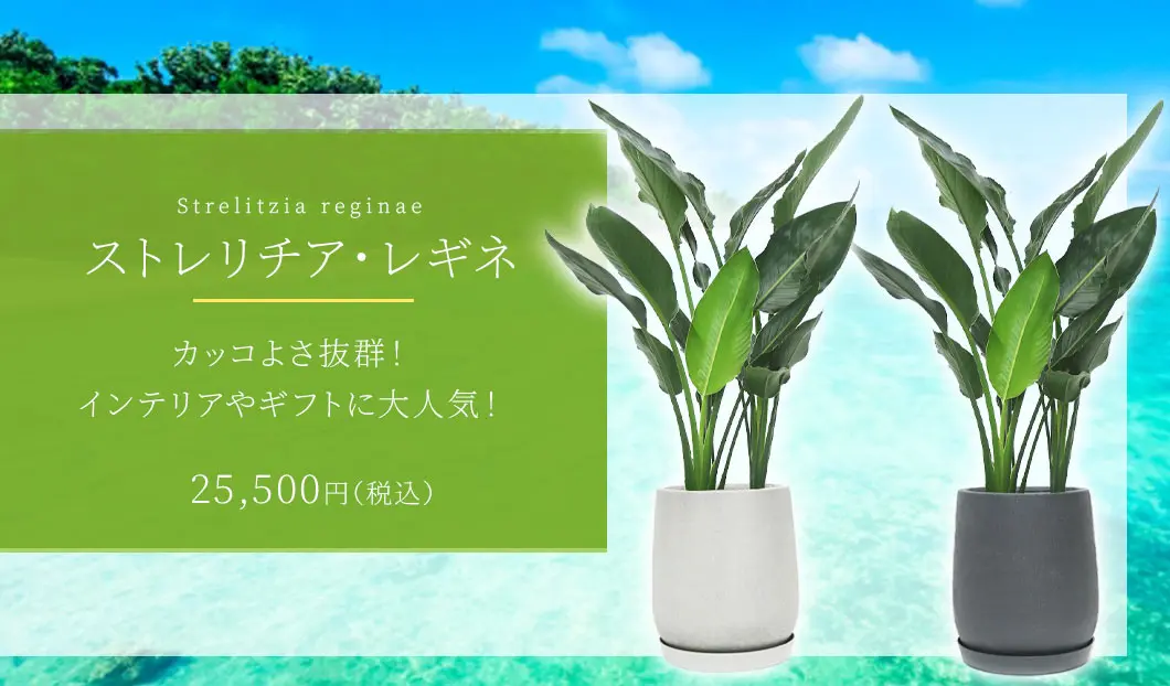 ストレリチア・レギネ8号(グラスファイバー製鉢植込み、チューリップ