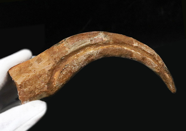 恐竜化石コレクター垂涎の逸品！コレクション価値を飛躍的に高める