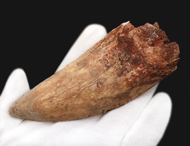 これこそ巨大歯！ 長く、そして太い！ この迫力の前では、他の存在が霞