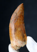 上質の歯化石は入手困難！サイズ、フォルム、セレーション、エナメル質