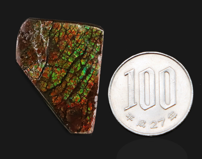 ドラゴンスキン標本！カナダ・アルバータ州の大地が生み出した、化石で