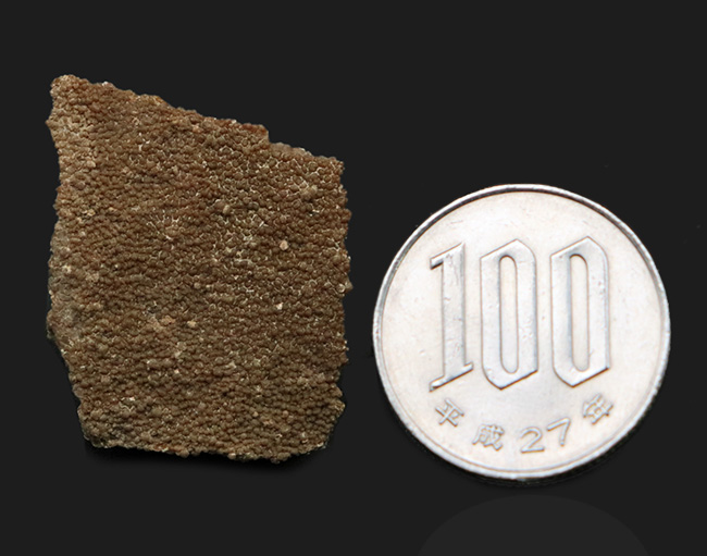 アルゼンチン・サルタ州の竜脚形類恐竜、サルタサウルス（Saltasaurus