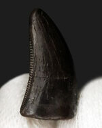 ティラノサウルス、化石の通販・販売｜厳選した本物のティラノサウルス