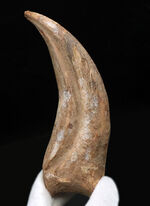 恐竜の爪の化石の販売 ｜ 化石販売の化石セブン