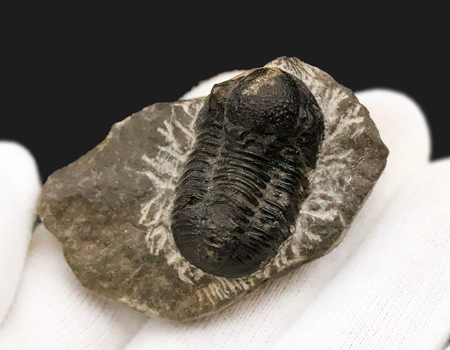 モロッコ・デボン紀の地層から採集された、愛らしい三葉虫、ゲラストス