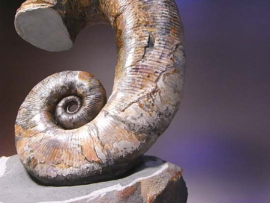 スーパー3Dの異常巻きアンモナイトオードリセラス アンモナイト 販売
