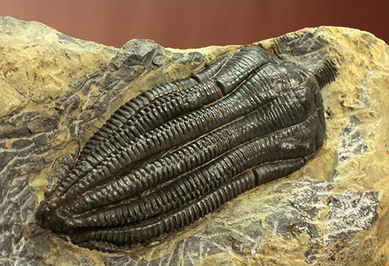 衝撃的な保存状態。ドイツ産ウミユリEncrinus liliiformis 化石 販売