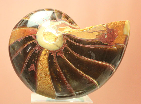 なぜこの色となったのか・・・ユニークで妖艶な配色を有するオウムガイ