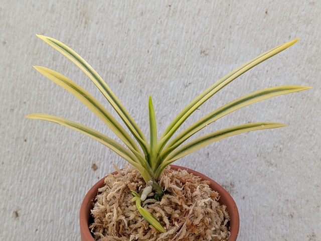 商品詳細｜布木の里 花信｜古典植物・山野草の専門店 フラワー