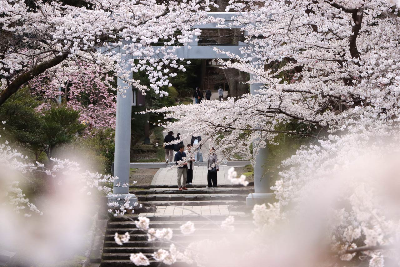 弥彦の桜は満開でしばらく見ごろは続くのでやひこマルシェも延長