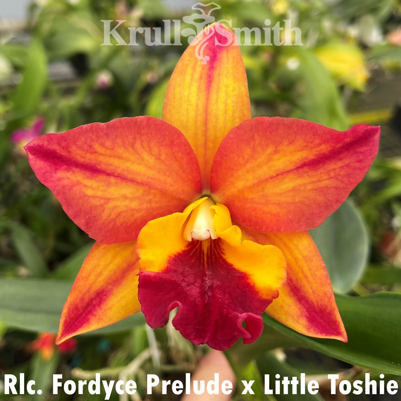 Cattleya Mystery 5-Pack*