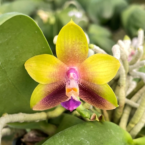 Krull-Smith - Phalaenopsis Select 9