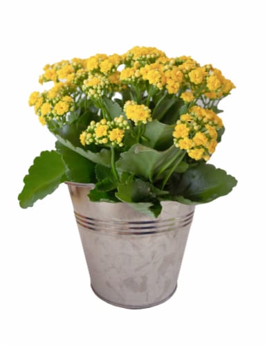 Blooming Plant in Tin Potted Plant - Assorted, 6-inch pot - Kroger