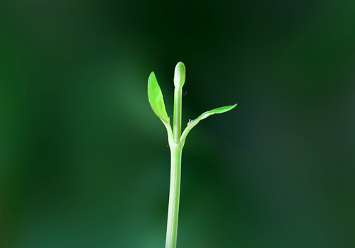 DNA64エッセンス 元氣で美しく幸せな暮らしを くらしのたのしみ 通販