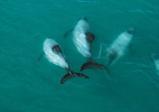 クライストチャーチ ドルフィンスイミング イルカと一緒に泳ごう