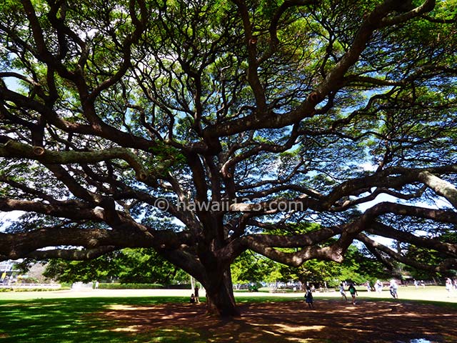 モアナルアガーデン（日立の樹／この木なんの木） | ハワイ123ドットコム