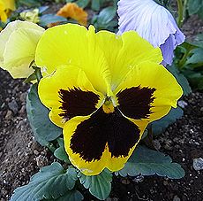 パンジー、ビオラ