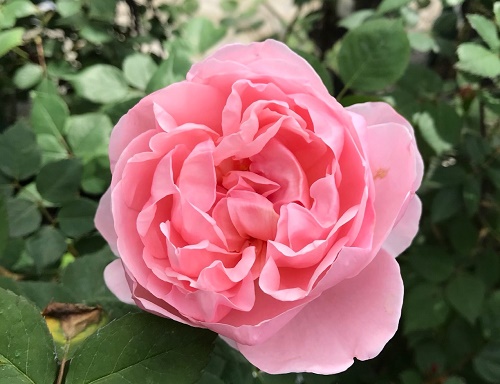 廃盤イングリッシュローズ大苗 ブラザーカドフィール Herb&Rose バラ苗