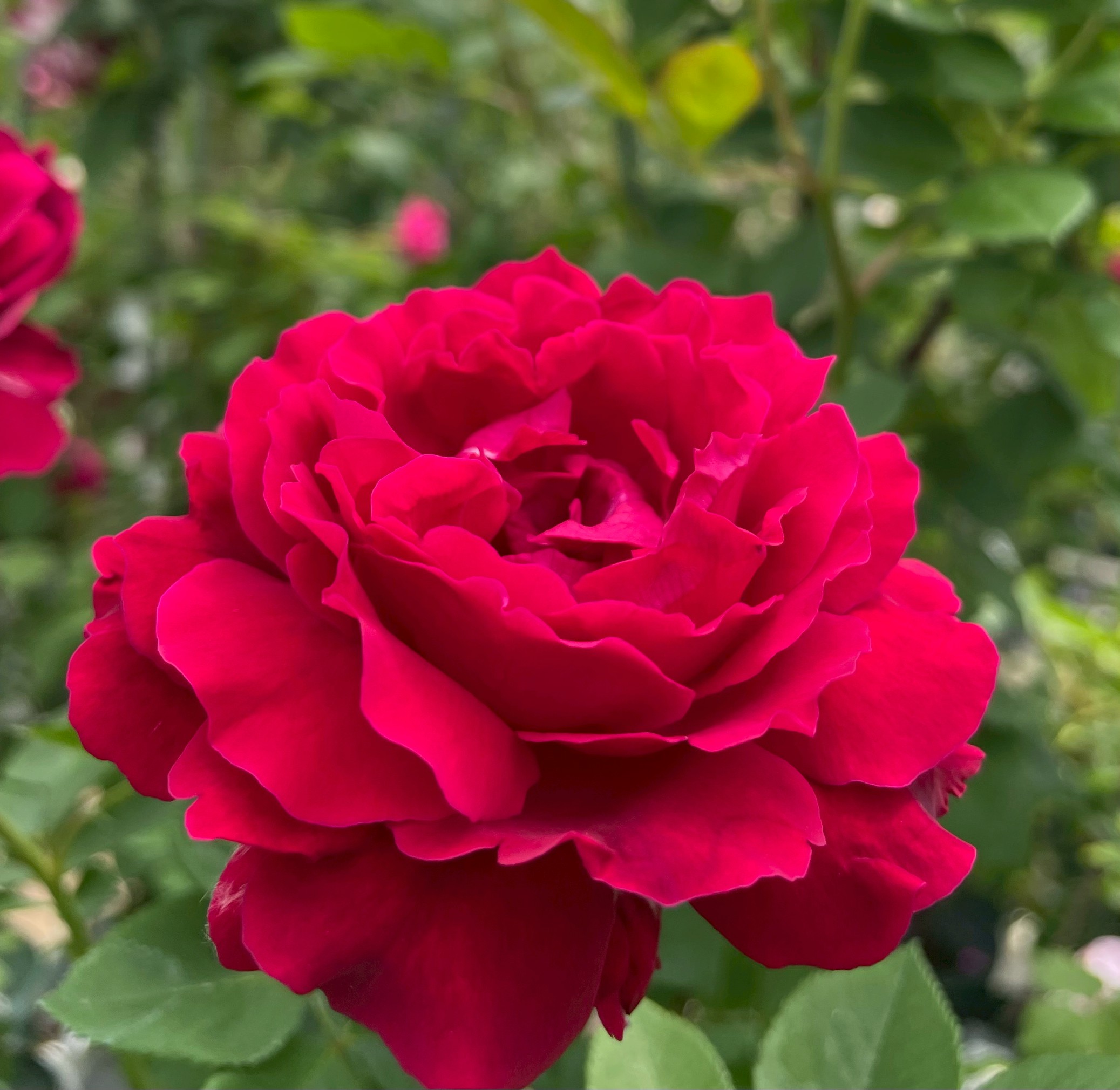 オールドローズ大苗通信販売 ハイブリッドパーペチュアルローズ バラ苗